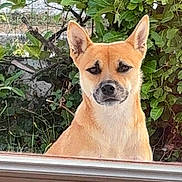 Lola participe au concours pour gagner de l'argent avec cette photo : dog, animal, pet, outdoor, greenery, bushes, ears, canine, garden, nature, watchful, portrait, looking, fur, muzzle, alert, face, head, window, serious