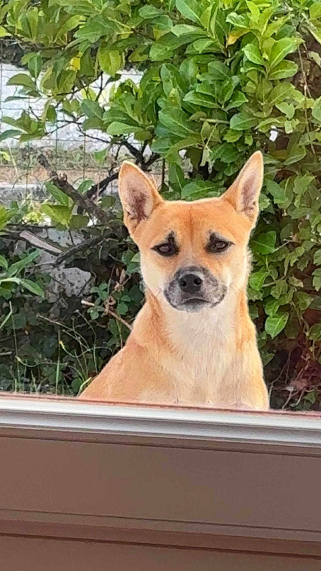 Lola