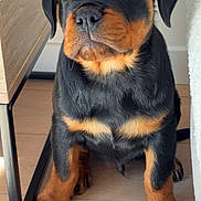 Ayko a rejoint le concours — aidez-le/la à gagner de superbes lots ! rottweiler, puppy, dog, black_and_tan, sitting, floor, wooden_floor, indoor, pet, cute, young_dog, fur, ears, paws, animal, canine, adorable, looking_up, furniture, companion