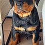 rottweiler, puppy, dog, black_and_tan, sitting, floor, wooden_floor, indoor, pet, cute, young_dog, fur, ears, paws, animal, canine, adorable, looking_up, furniture, companion