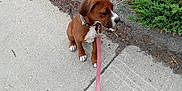 Petey joined the competition — help win amazing prizes! accessories, animal, boxer, bulldog, canine, dog, grass, herbal, herbs, hound, leash, path, pet, plant, puppy, sidewalk, slate, strap, tree, vegetation