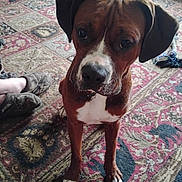 Petey joined the competition — help win amazing prizes! animal, brown, carpet, cozy, curious, dog, domestic, ears, floor, fur, home, indoor, living_room, looking_up, paws, pet, portrait, sitting, slippers, white_paws