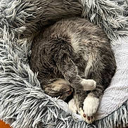 Graphite participe au concours pour gagner de l'argent avec cette photo : cat, sleeping, cozy, fluffy, pet_bed, gray_cat, white_paws, curled_up, indoor, relaxation, feline, soft_texture, cute, animal, paw, fur, resting, domestic_cat, comfort, nap