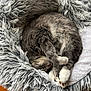 animal, cat, comfort, cozy, curled_up, cute, domestic_cat, feline, fluffy, fur, gray_cat, indoor, nap, paw, pet_bed, relaxation, resting, sleeping, soft_texture, white_paws