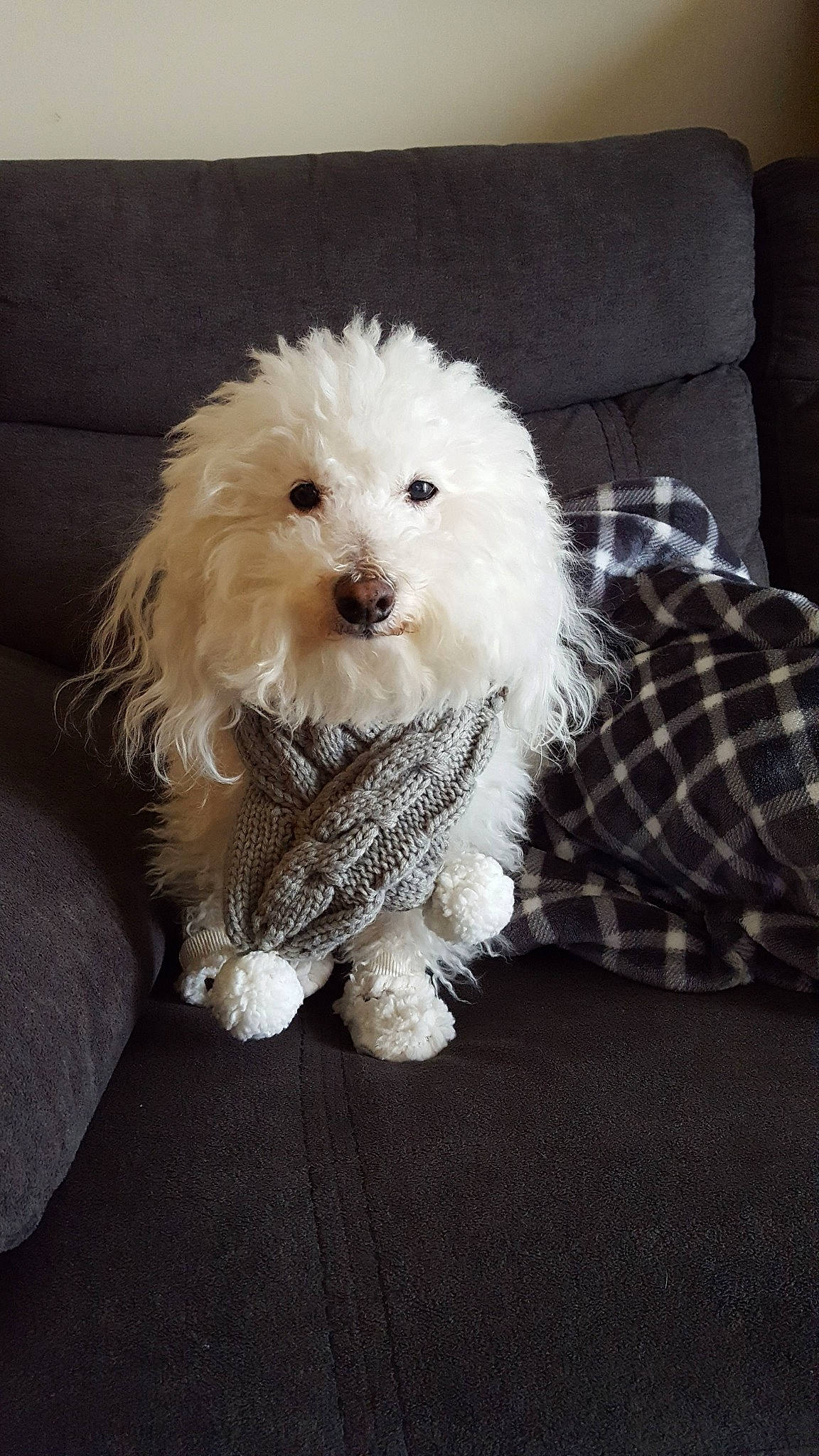 Sir Winston is registered to the contest to win money with this photo: bichon, bolognese, bolonka, canidae, carnivore, cockapoo, companion_dog, coton_de_tulear, dog, dog_breed, havanese, maltepoo, maltese, mammal, miniature_poodle, poodle, puppy, schnoodle, toy_poodle, vertebrate