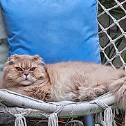 Jeanne a rejoint le concours — aidez-le/la à gagner de superbes lots ! cat, fluffy, grumpy_face, chair, woven_chair, cushion, blue_cushion, green_cushion, pet, animal, relaxed, outdoor, fur, whiskers, tail, resting, close_up, domestic_cat, portrait, nature