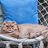 cat, fluffy, grumpy_face, chair, woven_chair, cushion, blue_cushion, green_cushion, pet, animal, relaxed, outdoor, fur, whiskers, tail, resting, close_up, domestic_cat, portrait, nature