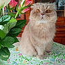 cat, fluffy, golden_eyes, tablecloth, flowers, roses, vase, indoor, wooden_cabinet, furniture, curious, pet, portrait, closeup, whiskers, face, domestic_cat, orange_eyes, plant, decor