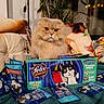 Jeanne a rejoint le concours — aidez-le/la à gagner de superbes lots ! cat, fluffy_cat, cat_food, cat_food_box, sachets, couch, pillows, indoor, pet, orange_eyes, fur, cozy, living_room, plant, packaging, product, pet_food, box, domestic_cat, feline