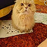 Jeanne participe au concours pour gagner de l'argent avec cette photo : cat, fluffy, wide_eyes, carpet, envelope, indoor, iron, fabric, orange, brown, whiskers, pet, animal, curious, sitting, fur, cute, domestic_cat, close_up, home