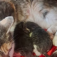 Eleven a rejoint le concours — aidez-le/la à gagner de superbes lots ! cat, kitten, mother_cat, newborn, feline, fur, snuggling, red_blanket, animal, pet, resting, sleeping, cute, domestic_cat, close_up, warm, indoor, family, soft, comfort