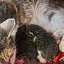 cat, kitten, mother_cat, newborn, feline, fur, snuggling, red_blanket, animal, pet, resting, sleeping, cute, domestic_cat, close_up, warm, indoor, family, soft, comfort