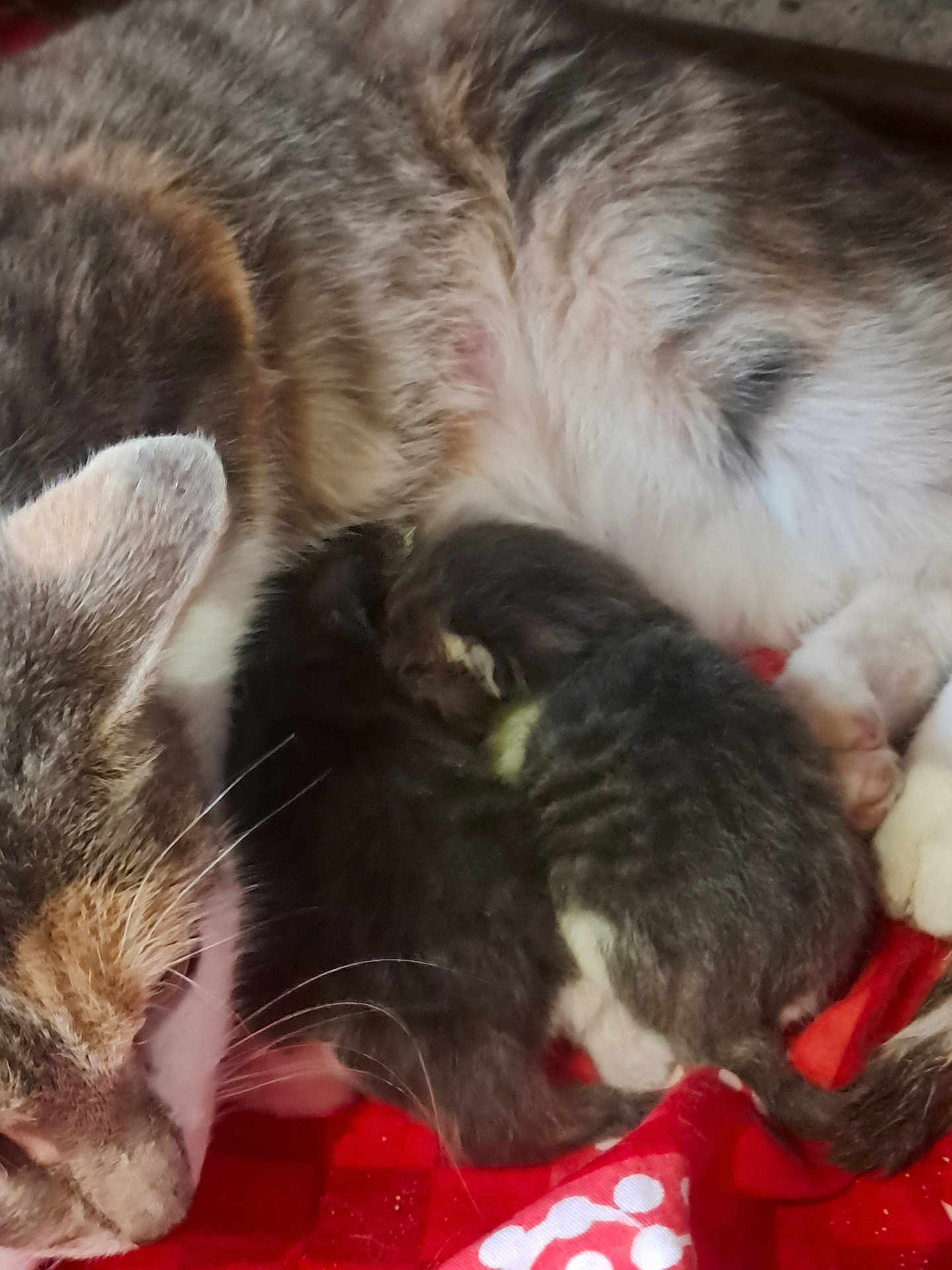 Eleven a rejoint le concours — aidez-le/la à gagner de superbes lots ! cat, kitten, mother_cat, newborn, feline, fur, snuggling, red_blanket, animal, pet, resting, sleeping, cute, domestic_cat, close_up, warm, indoor, family, soft, comfort