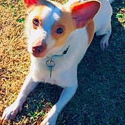 Reese joined the competition — help win amazing prizes! animal, brown, canine, collar, cute, daylight, dog, domestic, ears, friendly, fur, grass, looking_up, lying_down, nature, outdoor, pet, playful, sunlight, white