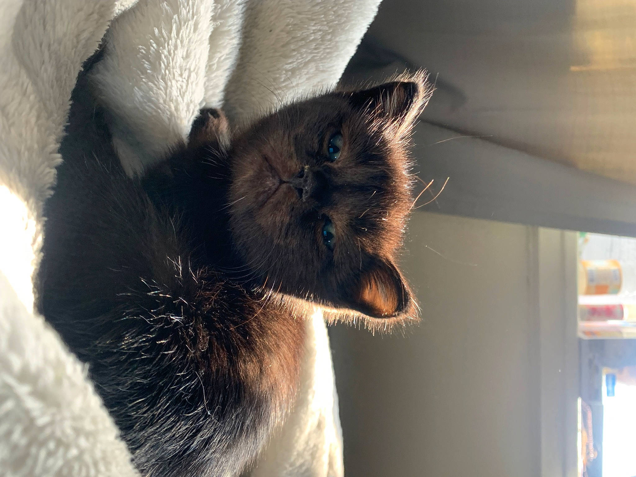 Arson joined the competition — help win amazing prizes! carnivore, cat, claw, comfort, domestic_short_haired_cat, ear, eye, felidae, fur, human_leg, nap, paw, shadow, small_to_medium_sized_cats, snout, tail, terrestrial_animal, tints_and_shades, whiskers, window