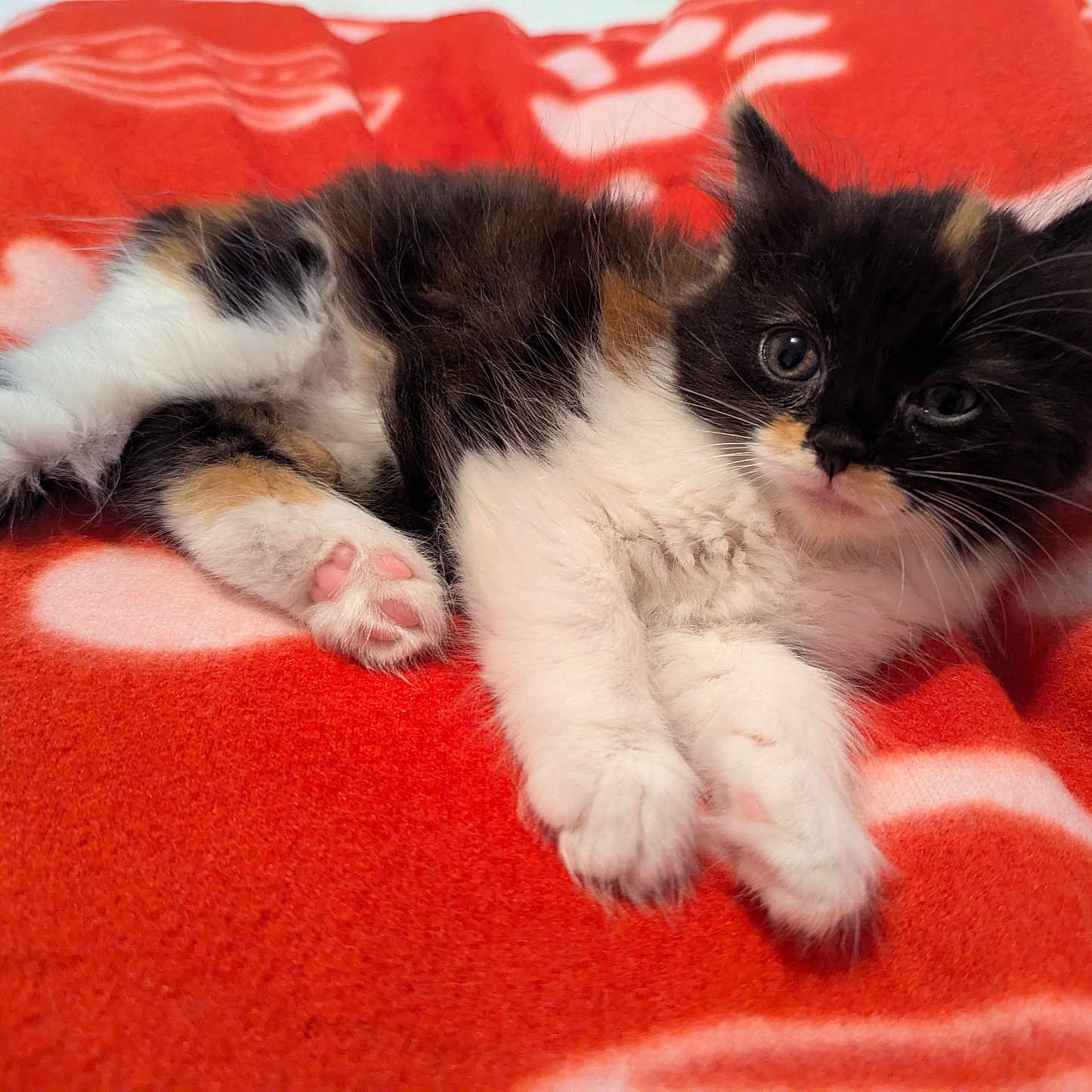 Missy is registered to the contest to win money with this photo: abyssinian, animal, blanket, cat, couch, furniture, kitten, manx, pet, quilt, siamese, towel