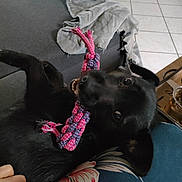 Sweety a rejoint le concours — aidez-le/la à gagner de superbes lots ! animal, black_dog, blanket, canine, chewing, close_up, companion, couch, dog, domestic, furniture, hand, home, indoor, pet, playful, relaxing, rope_toy, tile_floor, toy