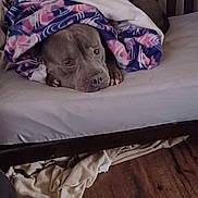 Zues is registered to the contest to win money with this photo: dog, blanket, bed, wooden_headboard, floor, indoor, resting, cozy, calm, snug, furniture, sleepy, brown, animal, pet, comfort, lying_down, home, soft, warm