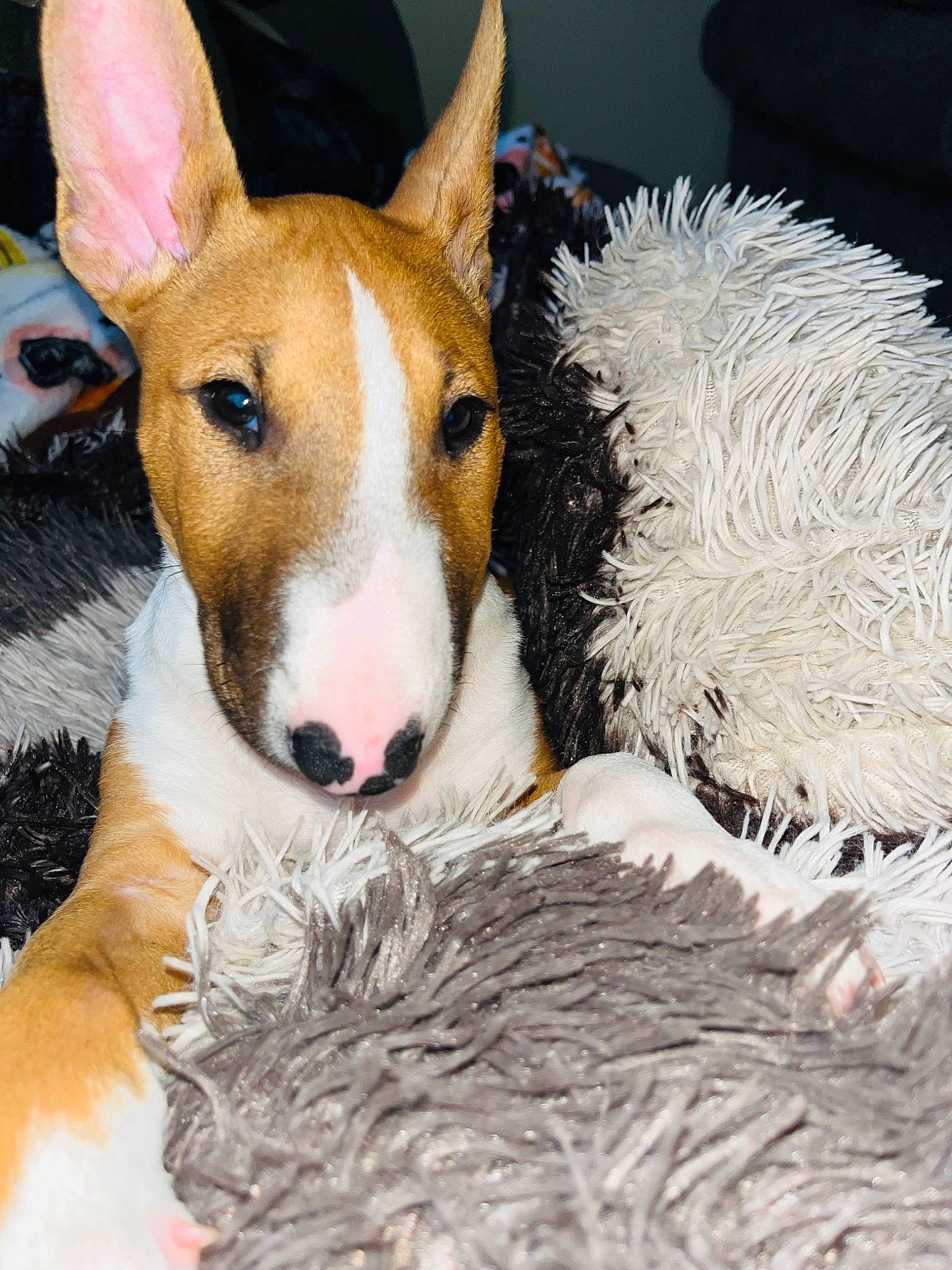 Fendi is registered to the contest to win money with this photo: ancient_dog_breeds, basenji, canidae, carnivore, companion_dog, dog, dog_bed, dog_breed, dog_sports, fawn, fur, hound, non_sporting_group, snout, sporting_group, terrestrial_animal, whiskers, working_animal