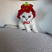 Tini joined the competition — help win amazing prizes! kitten, cat, white_cat, hat, knitted_hat, strawberry_hat, pet, cute, fluffy, indoor, couch, furniture, small_animal, animal, domestic_animal, sitting, looking, cozy, adorable, young