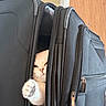 Tini joined the competition — help win amazing prizes! cat, pet, white_cat, paw, suitcase, zipper, indoor, furniture, door, playful, curious, animal, feline, closeup, cozy, black, fabric, soft, home, cute