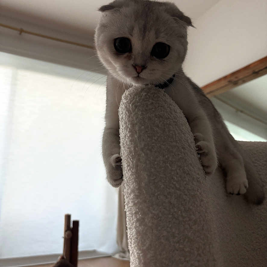 Tini is registered to the contest to win money with this photo: cat, indoor, furniture, curious, large_eyes, chair, scratching_post, toy, floor, window, curtain, natural_light, pet, animal, domestic, whiskers, ears, claws, texture, looking_down