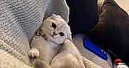 Tini is registered to the contest to win money with this photo: cat, person, blanket, couch, pillow, phone, bottle, indoor, cozy, knitted, fur, pet, relaxation, home, cute, animal, sleepy, comfort, domestic, resting