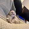 cat, person, blanket, couch, pillow, phone, bottle, indoor, cozy, knitted, fur, pet, relaxation, home, cute, animal, sleepy, comfort, domestic, resting
