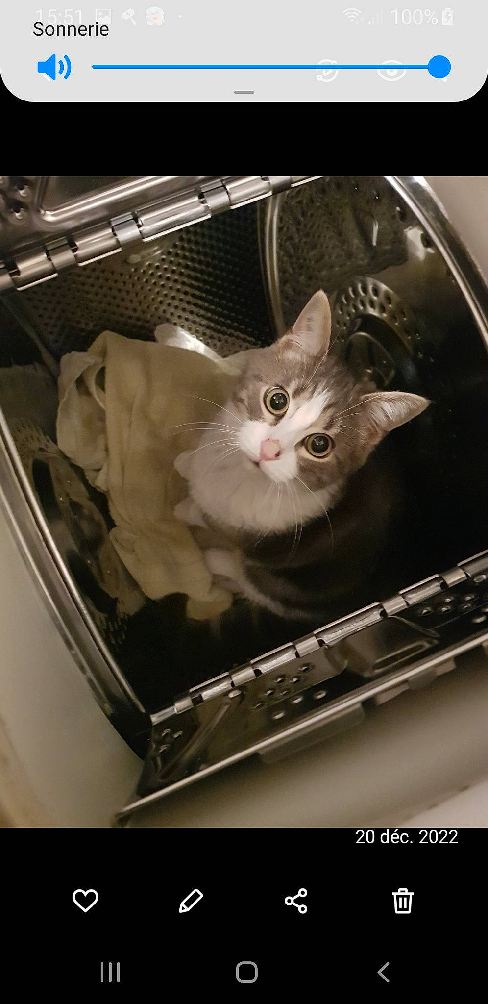 Diesel participe au concours pour gagner de l'argent avec cette photo : animal_shelter, basket, box, cardboard, carnivore, cat, circle, domestic_short_haired_cat, felidae, fur, major_appliance, metal, photo_caption, refrigerator, rim, service, shipping_box, small_to_medium_sized_cats, snout, whiskers