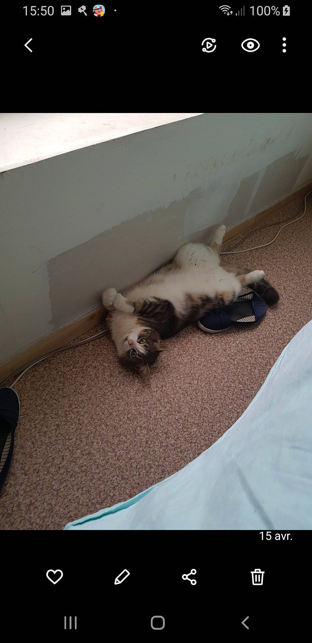 Diesel participe au concours pour gagner de l'argent avec cette photo : carnivore, cat, comfort, companion_dog, dog_breed, domestic_short_haired_cat, felidae, floor, flooring, foot, fur, grey, hardwood, human_leg, paw, room, small_to_medium_sized_cats, tail, whiskers, wood