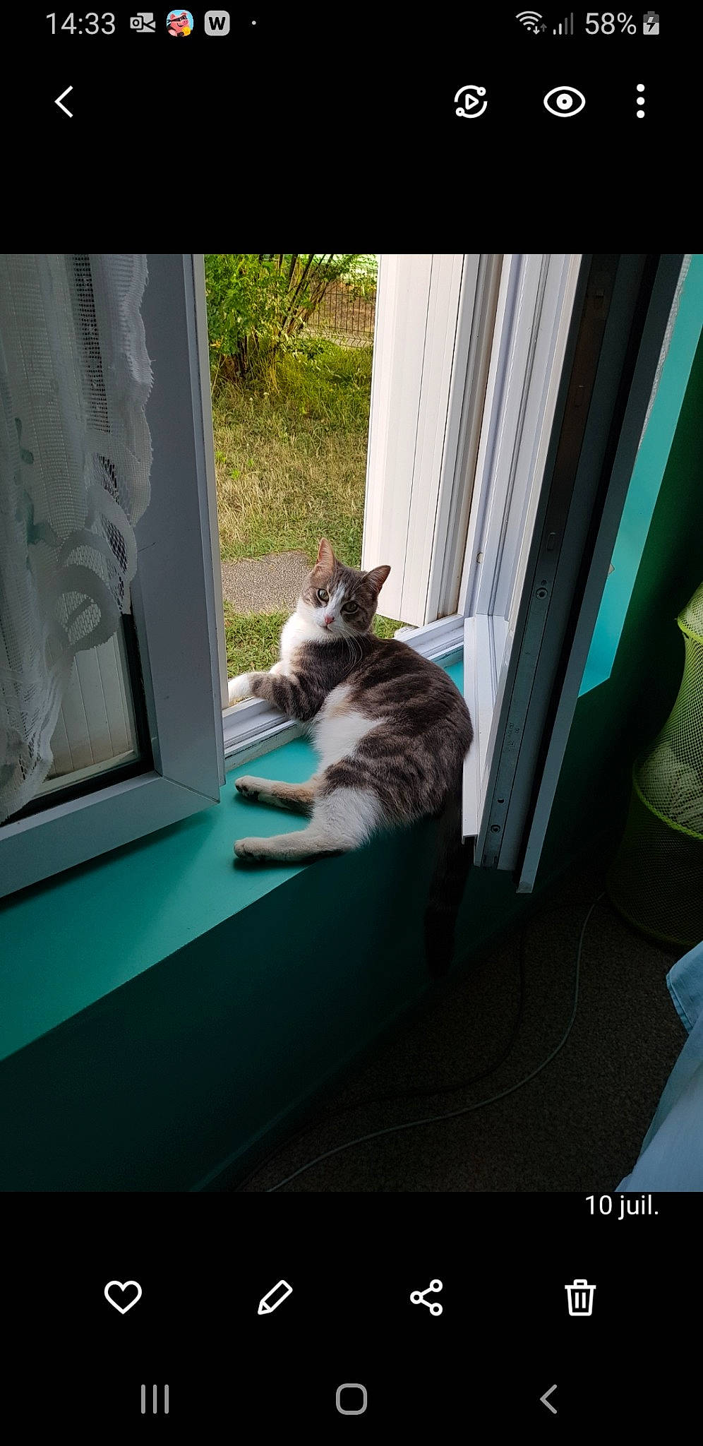 Diesel participe au concours pour gagner de l'argent avec cette photo : carnivore, cat, comfort, curtain, domestic_short_haired_cat, felidae, flooring, fur, glass, grass, human_leg, interior_design, plant, room, small_to_medium_sized_cats, tail, tints_and_shades, whiskers, window, wood