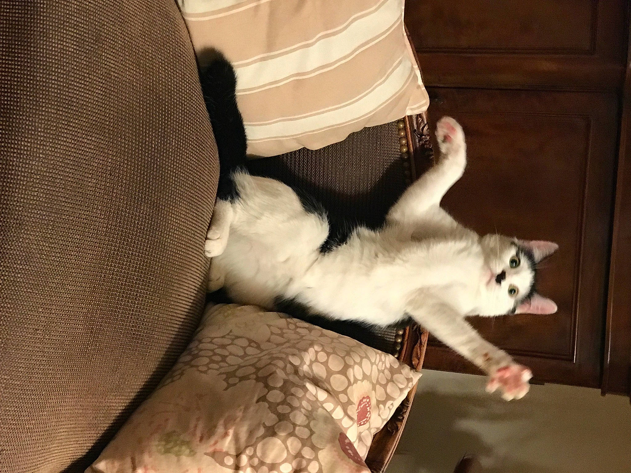 Zélie participe au concours pour gagner de l'argent avec cette photo : canidae, carnivore, cat, comfort, companion_dog, couch, domestic_short_haired_cat, fawn, felidae, fur, gesture, human_leg, linens, monochrome, paw, small_to_medium_sized_cats, snout, tail, whiskers, wood