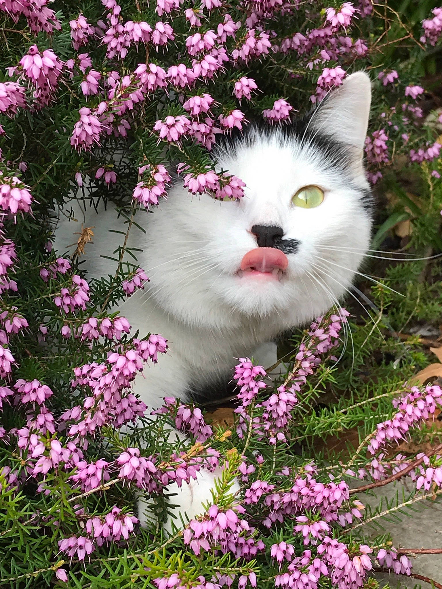 Zélie a rejoint le concours — aidez-le/la à gagner de superbes lots ! art, botany, branch, carnivore, cat, felidae, flower, grass, leaf, nature, organism, petal, pink, plant, shrub, small_to_medium_sized_cats, vegetation, whiskers, white, woody_plant