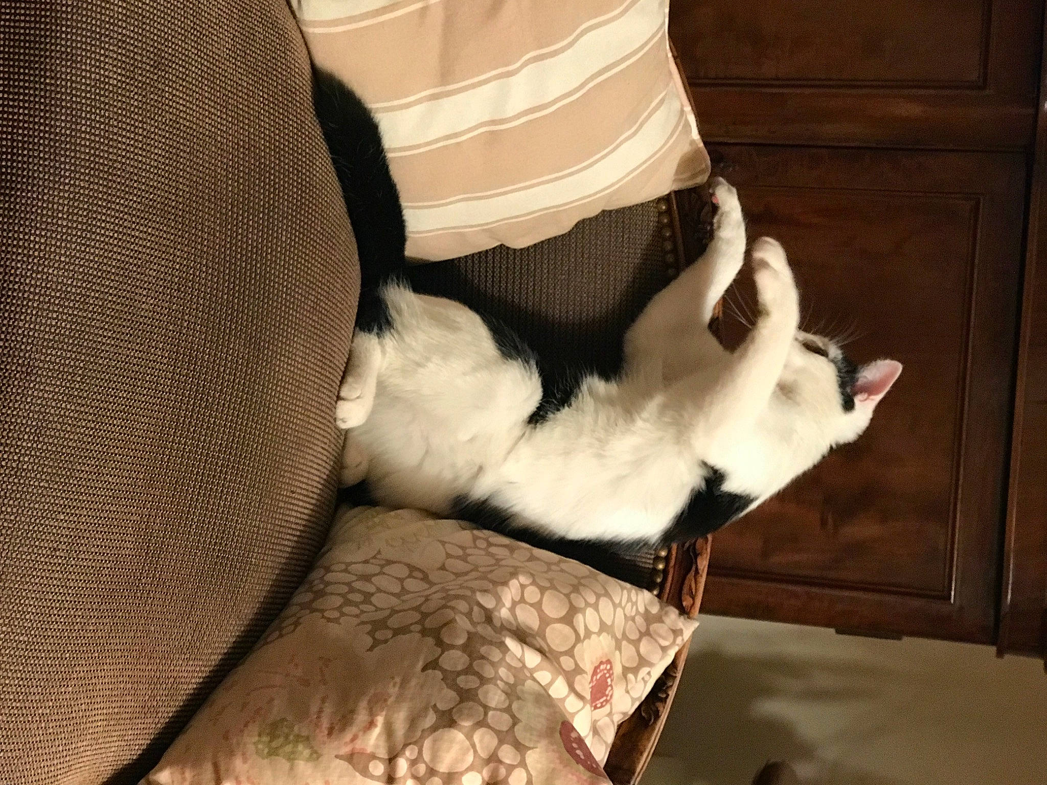 Zélie participe au concours pour gagner de l'argent avec cette photo : carnivore, cat, comfort, companion_dog, dog_breed, elbow, fashion_accessory, felidae, fur, gesture, human_leg, knee, leg, linens, room, small_to_medium_sized_cats, tail, thigh, whiskers, wood