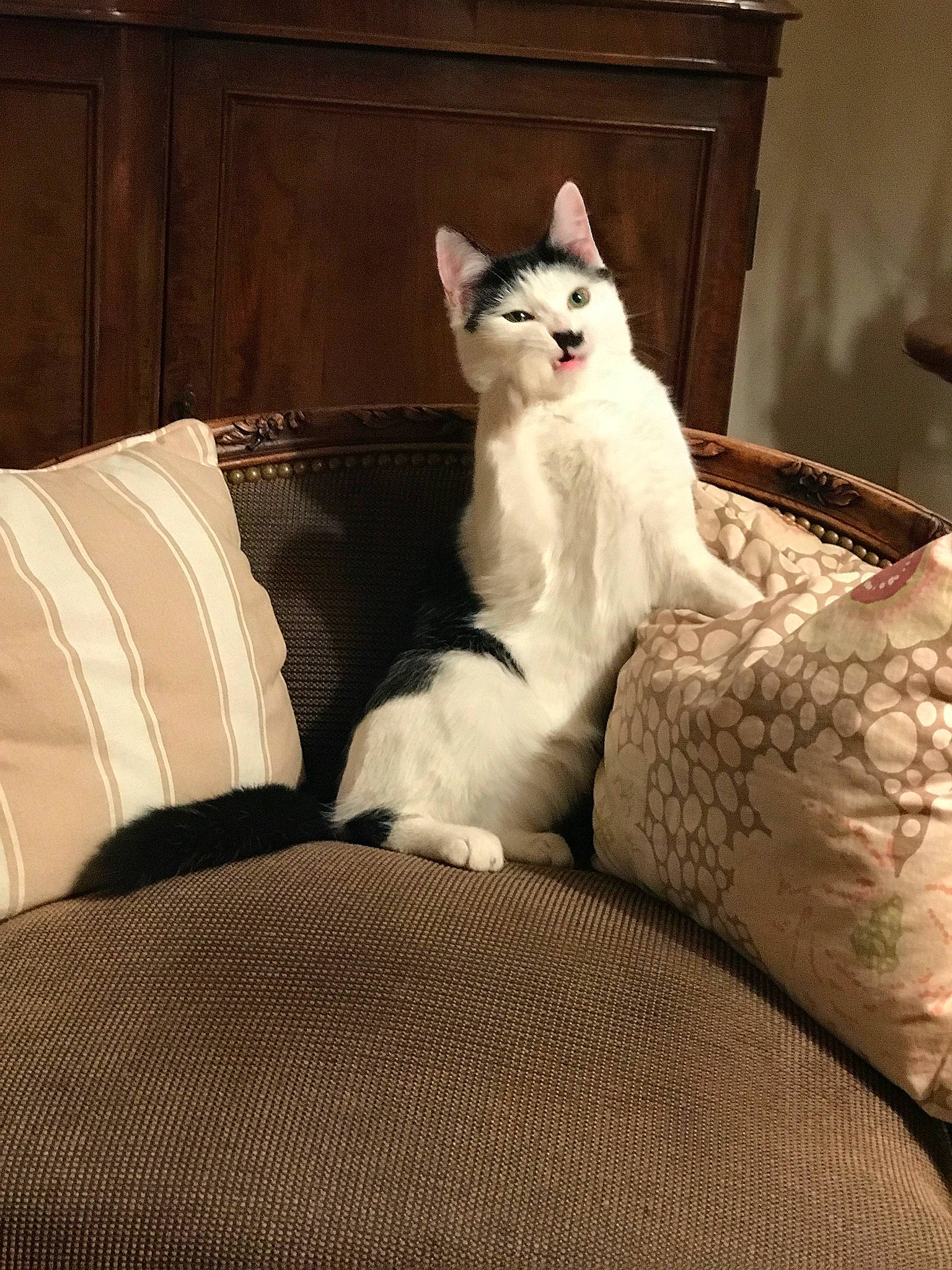 Zélie participe au concours pour gagner de l'argent avec cette photo : bed, bedding, carnivore, cat, comfort, couch, felidae, floor, flooring, furniture, grey, hardwood, human_leg, linens, small_to_medium_sized_cats, textile, tints_and_shades, whiskers, window, wood