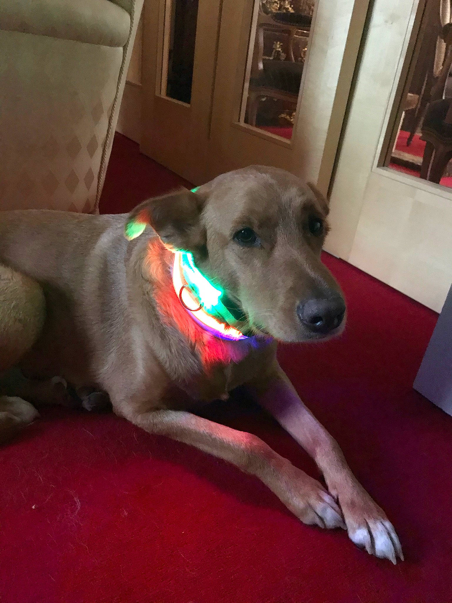 Stan a rejoint le concours — aidez-le/la à gagner de superbes lots ! canidae, carnivore, collar, comfort, companion_dog, couch, dog, dog_breed, dog_supply, door_mat, fawn, flooring, pet_supply, picture_frame, sighthound, snout, sporting_group, tail, wood, working_animal