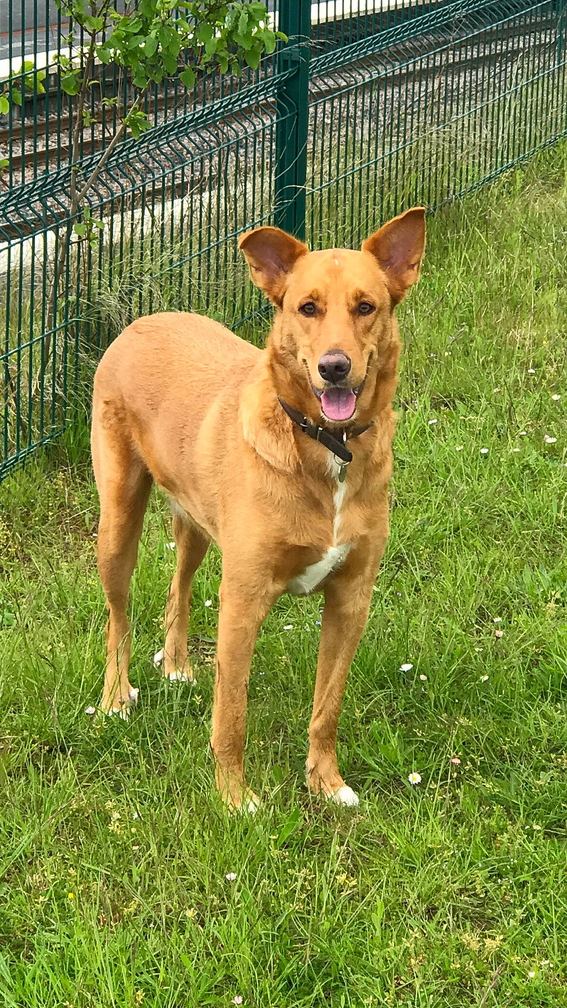 Stan participe au concours pour gagner de l'argent avec cette photo : canidae, carnivore, collar, companion_dog, dog, dog_breed, dog_collar, dog_sports, dog_supply, fawn, fence, grass, plant, snout, sporting_group, tail, terrestrial_animal, wildlife, working_animal, working_dog
