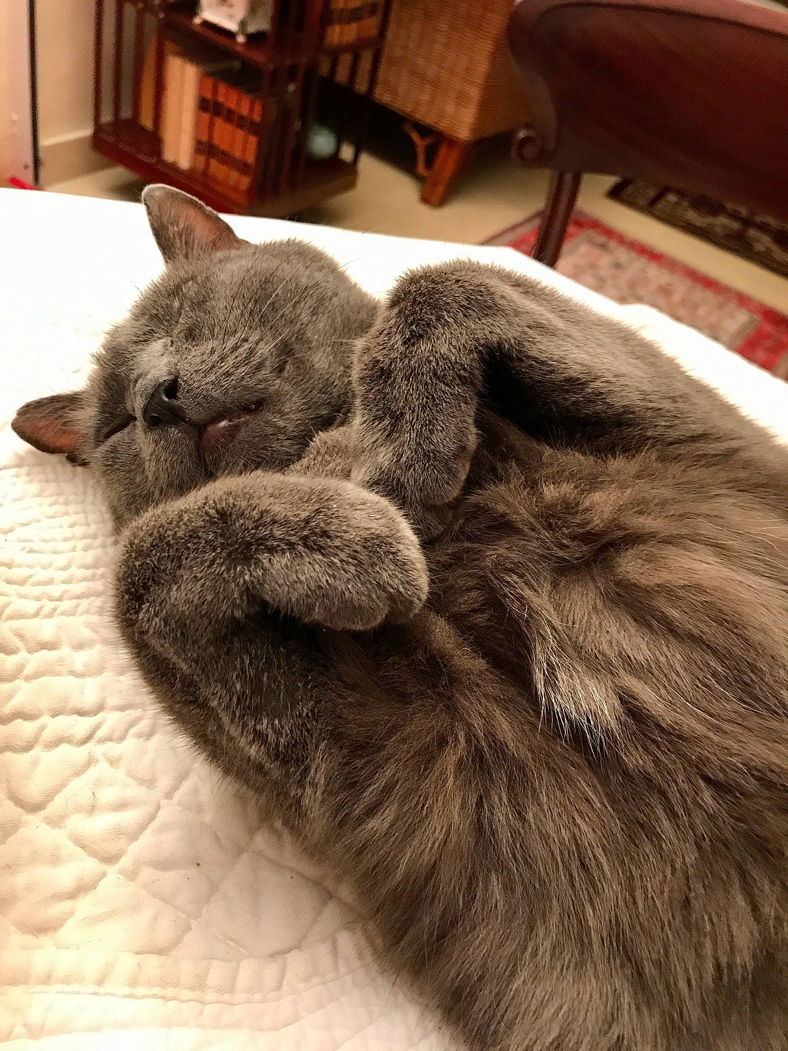 Darius participe au concours pour gagner de l'argent avec cette photo : bookcase, carnivore, cat, claw, comfort, domestic_short_haired_cat, fawn, felidae, flooring, fur, grey, human_leg, nap, paw, picture_frame, small_to_medium_sized_cats, snout, tail, whiskers, wood