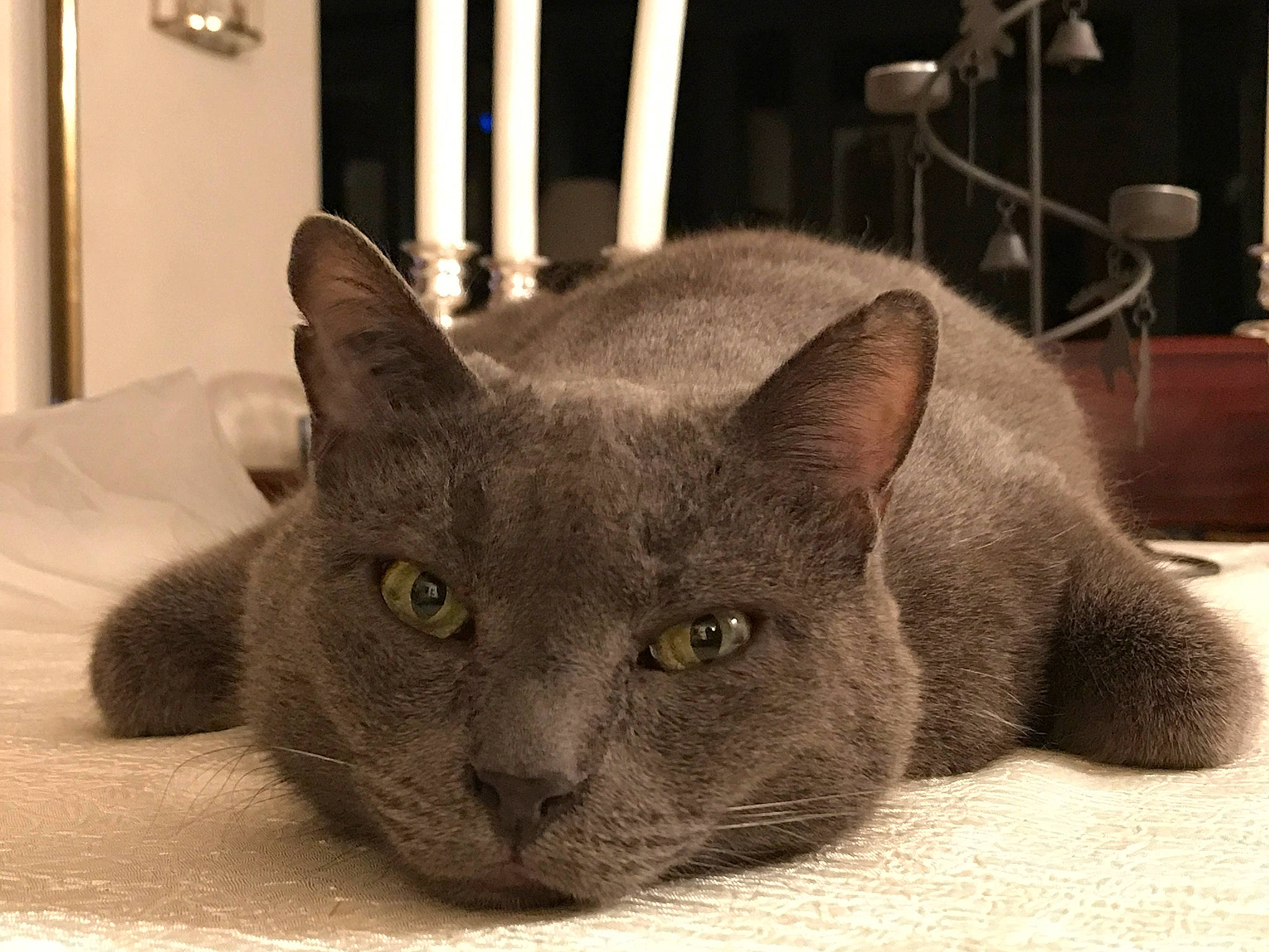 Darius a rejoint le concours — aidez-le/la à gagner de superbes lots ! carnivore, cat, cat_supply, chair, comfort, domestic_short_haired_cat, felidae, fur, grey, russian_blue, small_to_medium_sized_cats, snout, whiskers, window