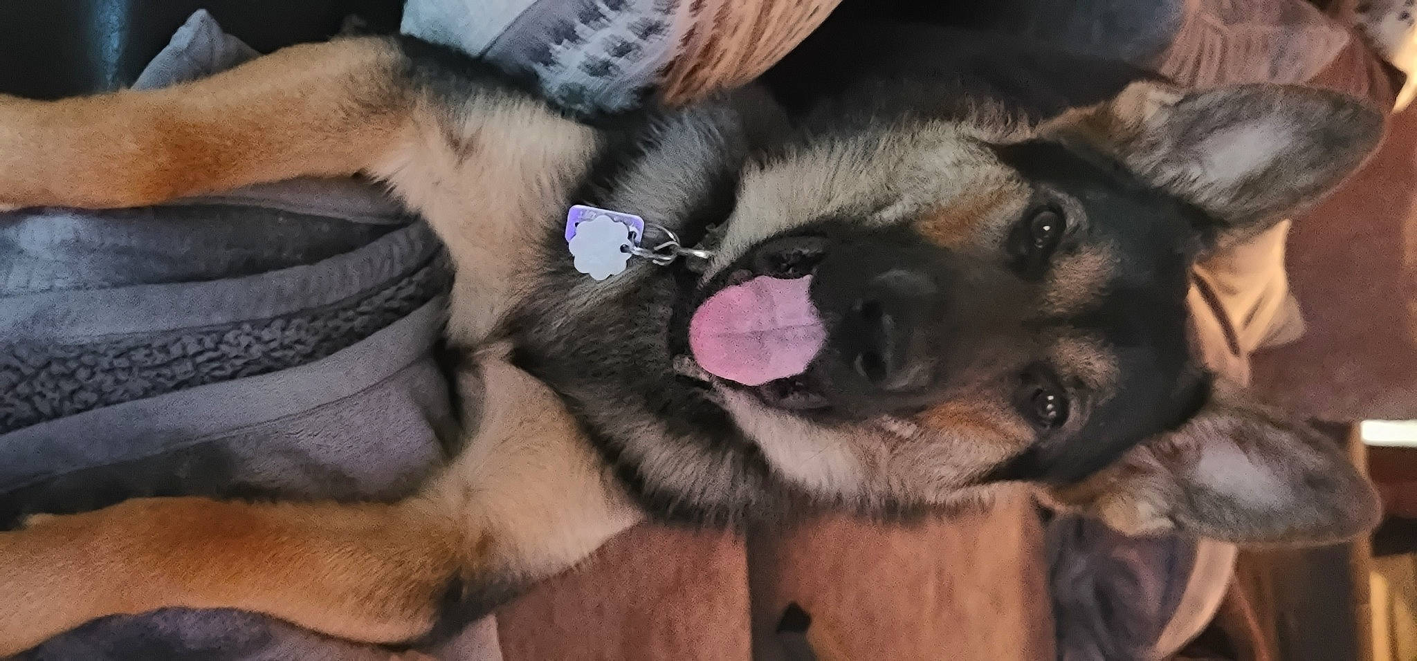 Riley joined the competition — help win amazing prizes! canidae, carnivore, claw, comfort, companion_dog, dog, dog_breed, east_european_shepherd, fawn, fur, german_shepherd_dog, guard_dog, herding_dog, king_shepherd, old_german_shepherd_dog, paw, snout, sporting_group, whiskers, working_dog