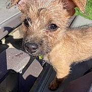 Daffodil is registered to the contest to win money with this photo: dog, puppy, outdoor, bench, fur, ears, eyes, nose, leaf, sunlight, grass, yellow_flowers, closeup, pet, animal, curious, scruffy, small, brown, cute