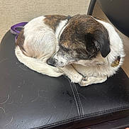 Buddy joined the competition — help win amazing prizes! dog, small_dog, brown_and_white_fur, curled_up, black_leather_chair, pet_hair, indoor, resting, animal, canine, leash, collar, human_hand, furniture, close_up, cozy, relaxed, side_view, paw, whiskers