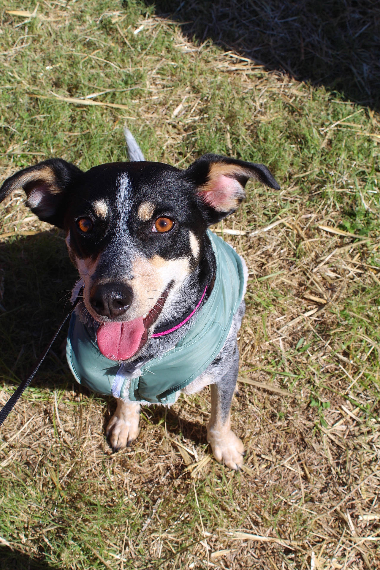 Dory joined the competition — help win amazing prizes! canidae, carnivore, danish_swedish_farmdog, dog, dog_breed, feist, mammal, rat_terrier, snout, sporting_group, teddy_roosevelt_terrier, texas_heeler, vertebrate, working_dog