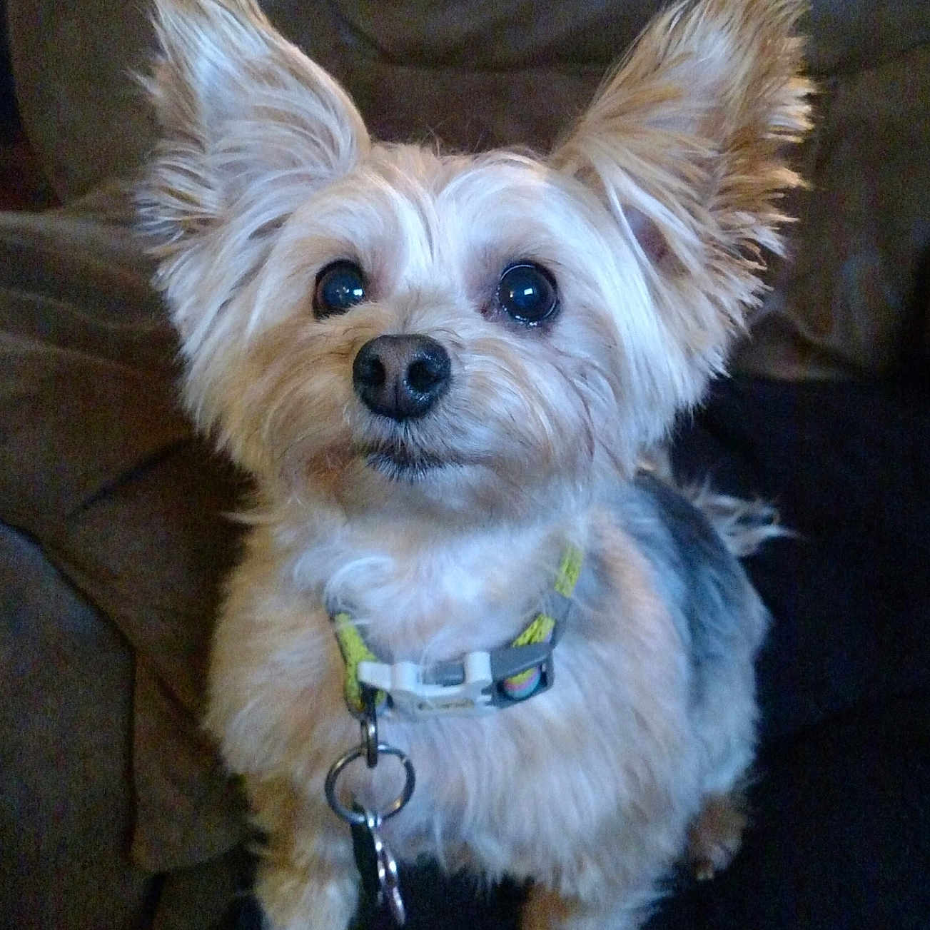 Zoey joined the competition — help win amazing prizes! accessories, animal, canine, chair, cockerspaniel, collar, couch, cushion, dog, furniture, homedecor, jewelry, leash, necklace, papillon, pet, puppy, strap, terrier, whitedog
