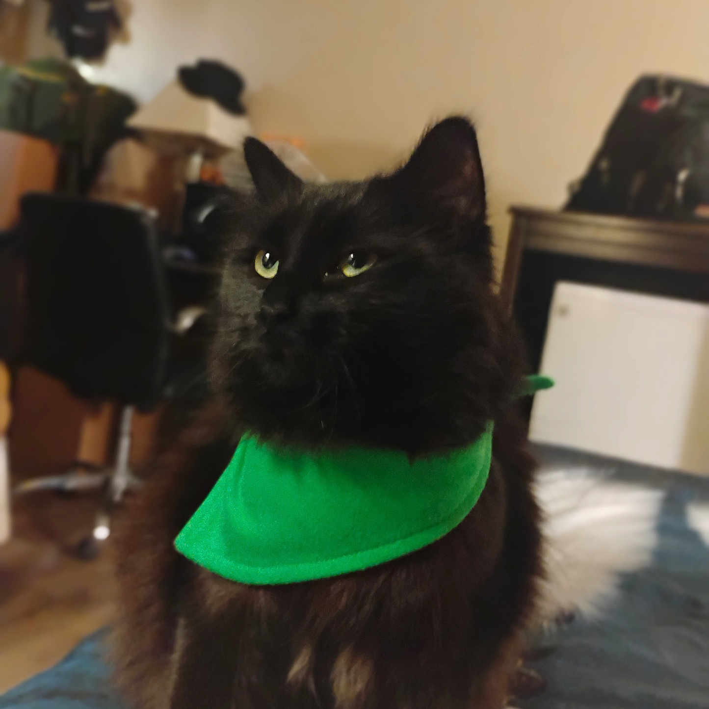 Squeak E. Kat joined the competition — help win amazing prizes! animal, bed, black_cat, cat, cozy, cute, domestic_animal, feline, fur, furniture, green_bandana, home, household, indoor, looking_away, mammal, pet, portrait, sitting, whiskers