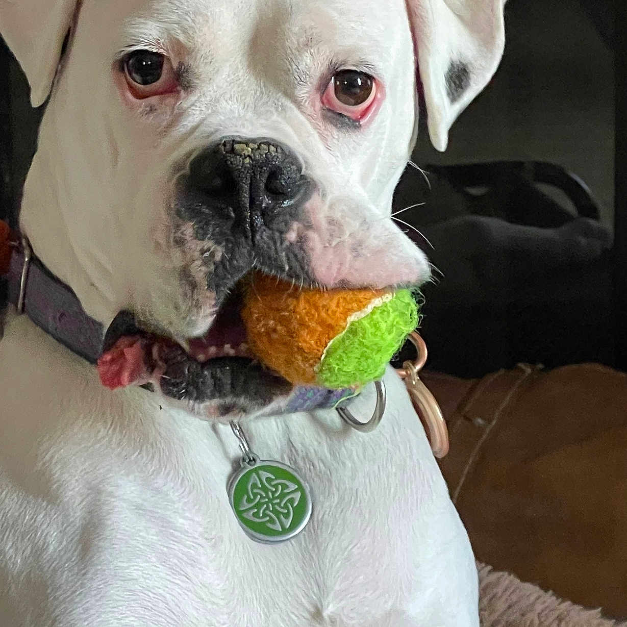 Skye joined the competition — help win amazing prizes! dog, bulldog, white_dog, pet, portrait, closeup, animal, canine, furry, collar, tag, toy, chewing, indoors, couch, blanket, serious_expression, floppy_ears, short_snout, white_fur