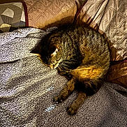 Oscarr is registered to the contest to win money with this photo: cat, tabby_cat, sleeping, blanket, couch, quilted_cushion, indoor, cozy, pet, fur, relaxing, domestic_animal, rest, animal, feline, comfort, soft_texture, pattern, warm_lighting, home