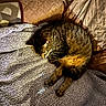 cat, tabby_cat, sleeping, blanket, couch, quilted_cushion, indoor, cozy, pet, fur, relaxing, domestic_animal, rest, animal, feline, comfort, soft_texture, pattern, warm_lighting, home