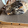 Oscarr is registered to the contest to win money with this photo: cat, tabby, playing, toy, scratch_pad, wood_floor, indoor, pet, feline, cozy, relaxed, paw, whiskers, striped, fur, claw, home, resting, cute, animal