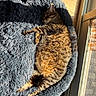 Oscarr is registered to the contest to win money with this photo: cat, tabby_cat, sleeping, pet_bed, fluffy, sunlight, indoor, wood_floor, door, relaxing, cozy, feline, animal, resting, cute, fur, home, comfort, nap, peaceful